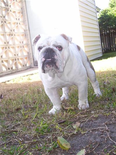 Dozer