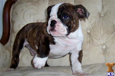 Ch. Sired English Bulldog Puppies 12 weeks old