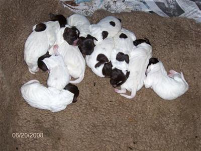 LITTER ANNOUNCEMENT