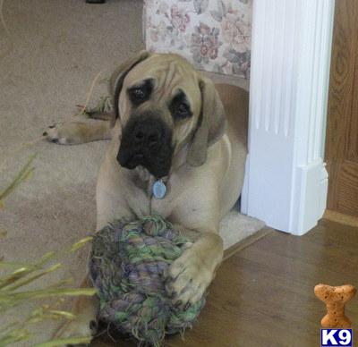 English Mastiff Puppies