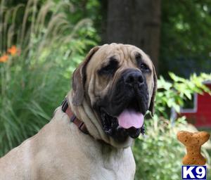 Fawn Male  Female Mastiff Puppies