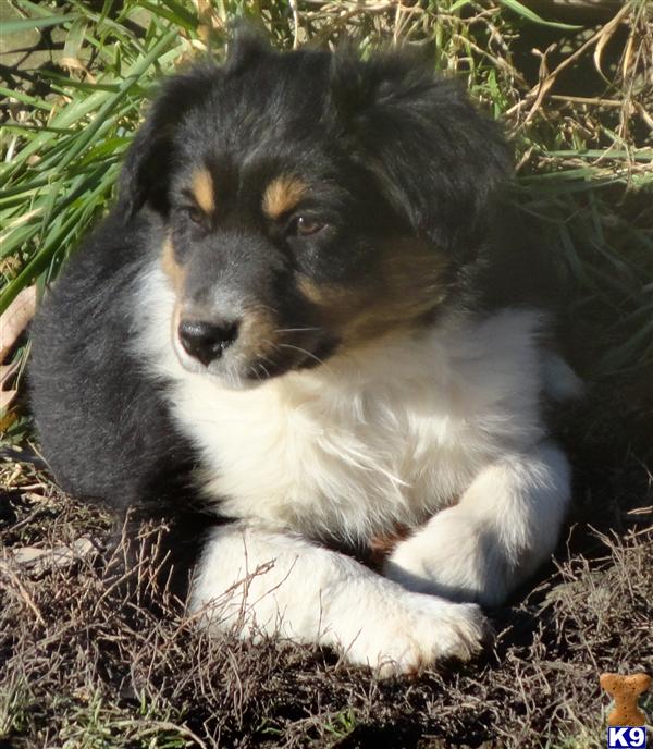 AKC Australian Shepherd puppies, standard size
