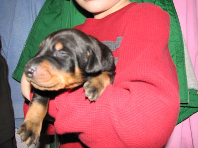 Pick of The Litter - CH Import Sired