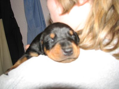 Pick of The Litter - CH Import Sired