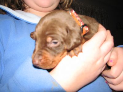 Pick of The Litter - CH Import Sired
