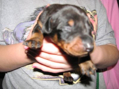 Pick of The Litter - CH Import Sired