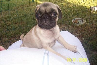 ADORABLE FEMALE FAWN PUG PUPPIES