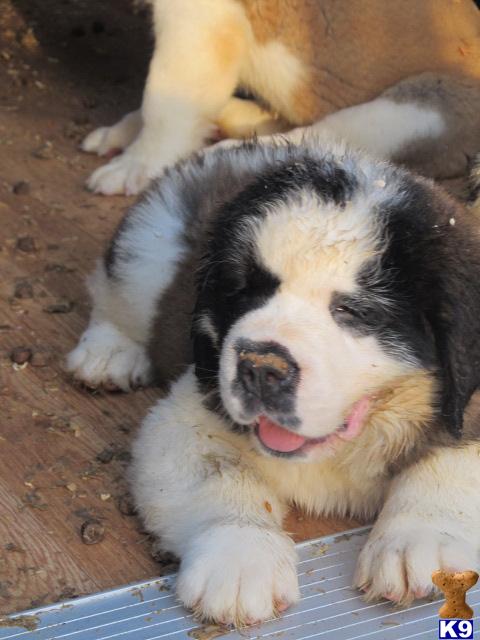St. Bernard Puppy