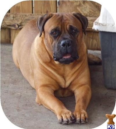 AKC Female Bullmastiff For Sale