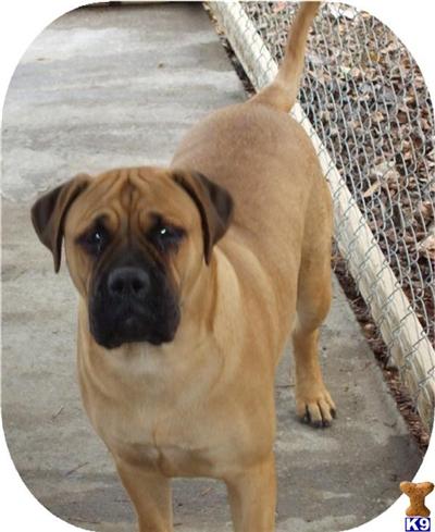 AKC Registered Female For Sale
