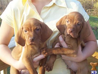 Michigan Vizsla Puppies