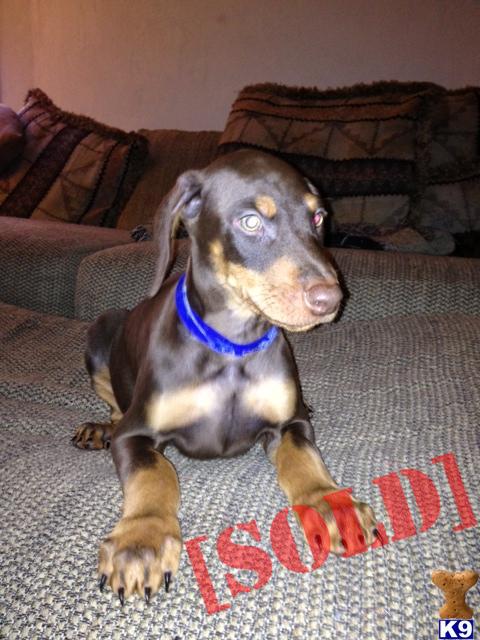 puppies for sale in altoona pa document moved puppies for sale in altoona pa document moved