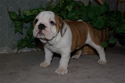 AKC Bulldog pup female