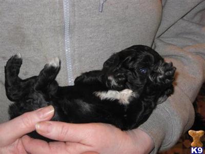  DOODLE PUPPIES  JUST BORN