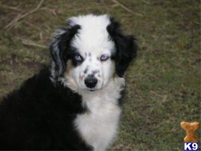 Double Blue Eyed Black Tri Male
