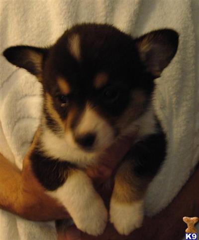 pembroke welsh corgi pups