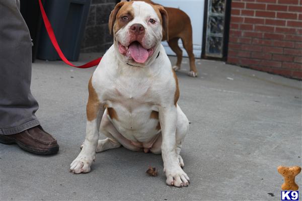 Giant Bandog Pupps For Sale