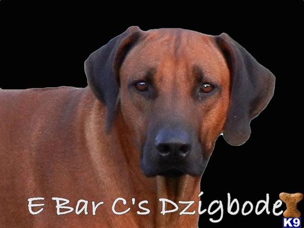 E Bar Cs Dzigbode Bodie