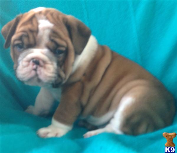 English Bulldog Puppies For Sale 8 Weeks Old