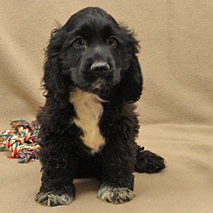 Cocker Spaniel Puppies