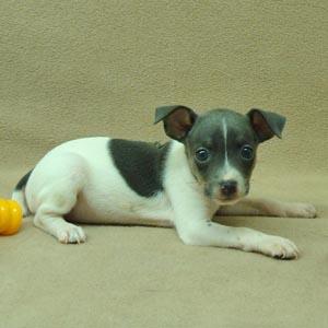 Rat Terrier Puppies