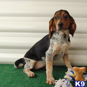 ACA Blue Tick Beagles