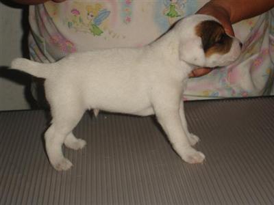 Parson Russell Puppies