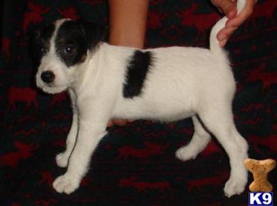 Parson Russell Puppies