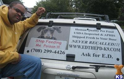 All natural dog food