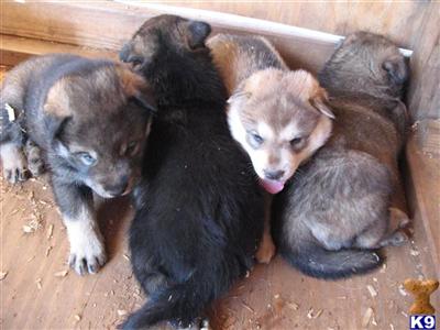 Wolf hybrid puppies