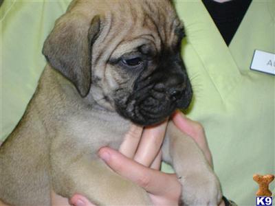 BULLMASTIFF PUPPIES