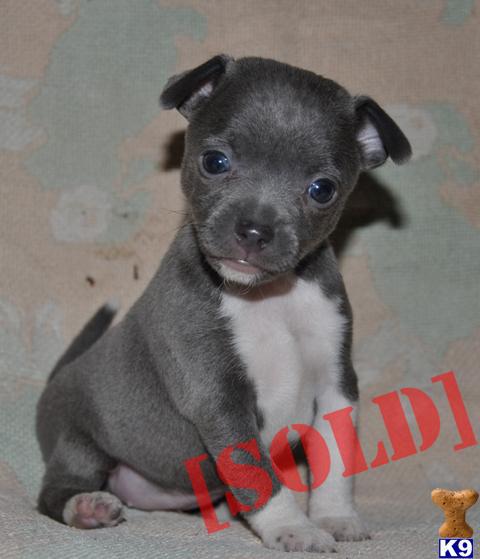 blue rat terrier puppies for sale document moved blue rat terrier puppies for sale document moved