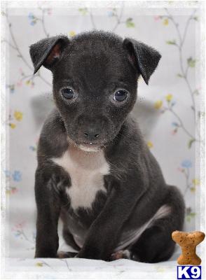 Naylor- Black tuxedo M rat terrier