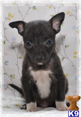 Nelson- Black tuxedo M rat terrier