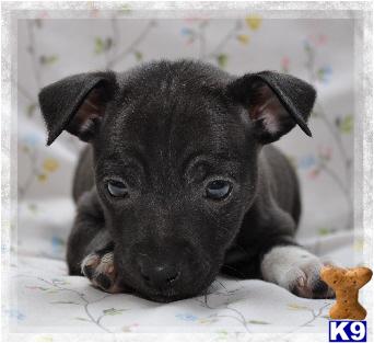 Nebo- Black tuxedo M Rat terrier