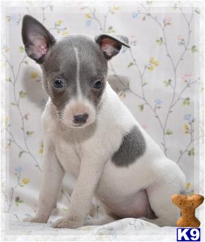 Noel- Blue bi F rat terrier
