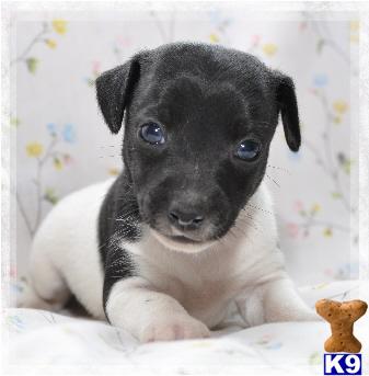 Mexico- Black bi rat terrier M