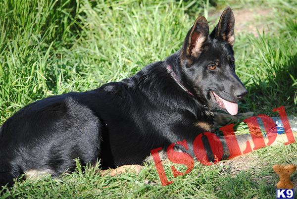 German Shepherd Puppy
