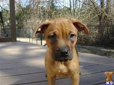 ADBA Reg Pit Bull pups.