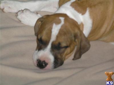 ridgebacks mix w/ blue nose pits