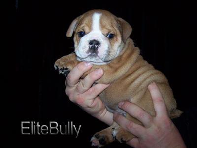 CHAMPION SIRED ELITE ENGLISH BULLDOGS PUPS