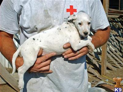 Dotty about Dalmatians