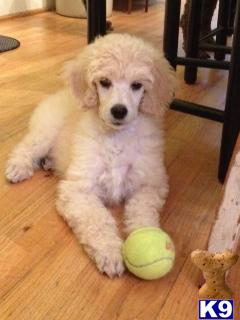 Moyen, Klien, Small Standard Poodle