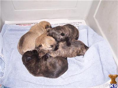 Cairn Terrier Puppies AKC - WV