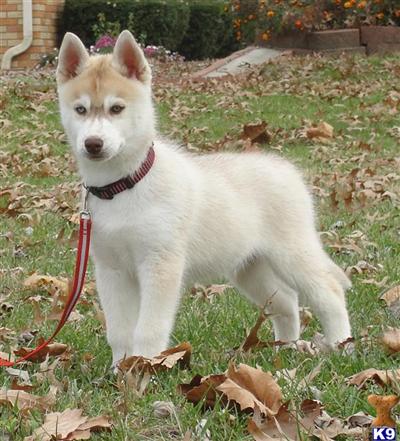 Quality AKC Siberian Husky Puppies - Payment Plans Available   