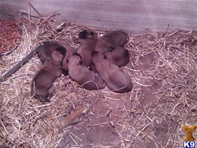 mastiff pups really cute