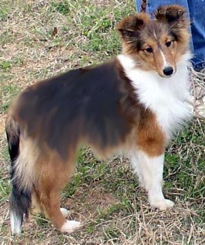 Lost/Stolen $1000.00 Reward
