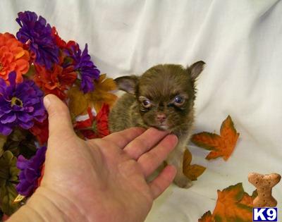 Chihuahua Female