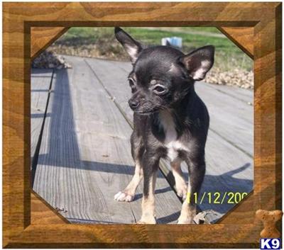 Toy Chihuahua Female