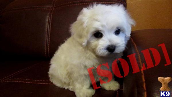 BICHON  MALTESE MIX FOR SALE